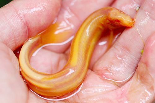 黄金清道夫金龙鳅好黄金泥泥鳅淡水鱼小金鱼好养活体鱼