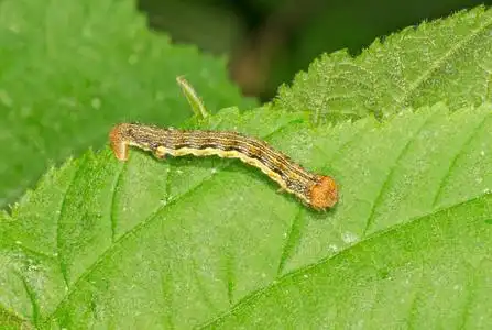 尺蠖蛾幼虫在一根树枝上爬行的飞蛾幼虫caddisflie 幼虫在被修造的