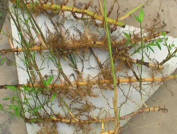 为什么老年人说竹子开花不好呢?