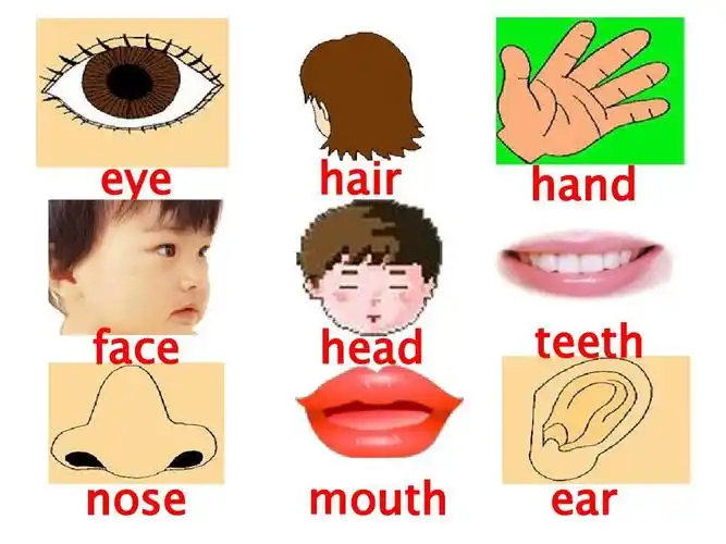 版新版小学英语三年级上册 m2 复习课件答案ppt eye hair hand teeth