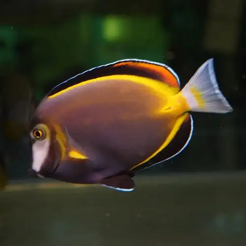 七彩吊鱼海水观赏鱼倒吊鱼水水族宠物活体顺丰鱼