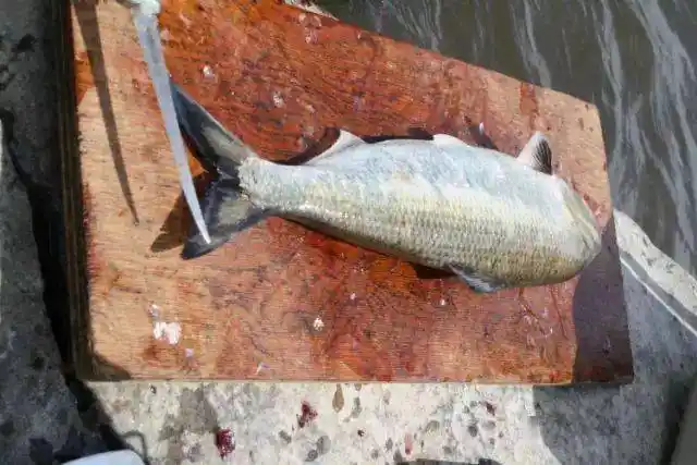 被誉为"长江三鲜"之首的鲥鱼,在加拿大可以随便钓_老外_媳妇_时间