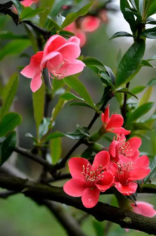海棠开后春谁主,日日催花雨___再拍海棠花