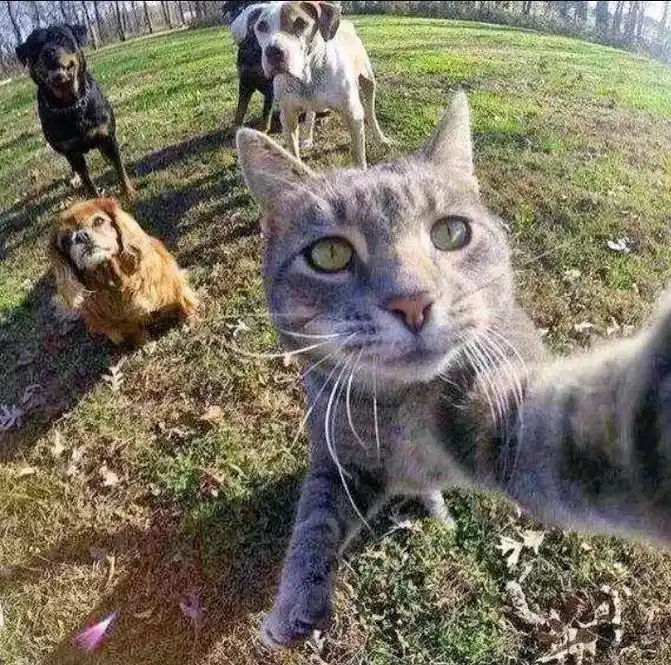 这只猫叫manny,无意间学会了自拍,在网络上爆火,不幸的是 - 抖音