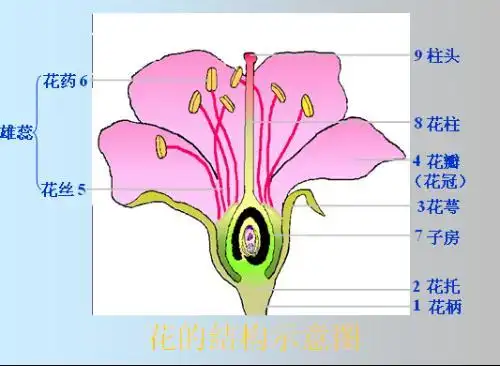同问一朵花分为几个部分