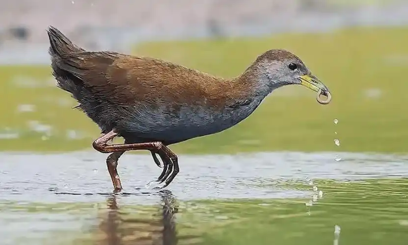 红脚田鸡现外环林带,是上海罕见的三有保护动物_种群_青蛙_鸟类