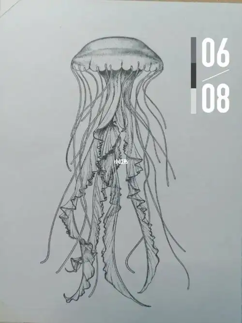 萌宠速写打卡水母