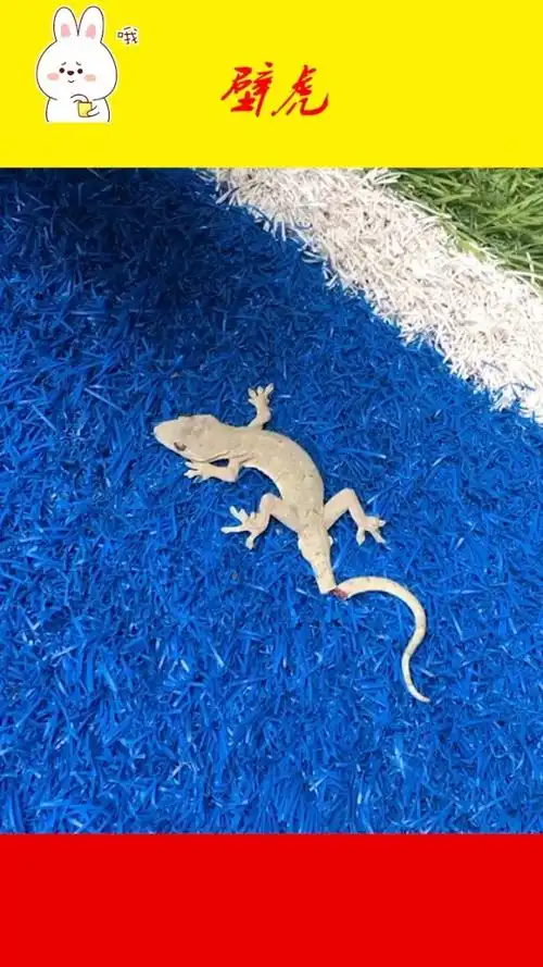 壁虎断尾好像蛇,这是拿尾巴吓唬人,然后再逃走吗