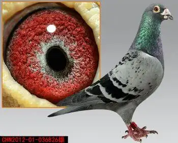 鸽王冠军父克拉克詹森613直系