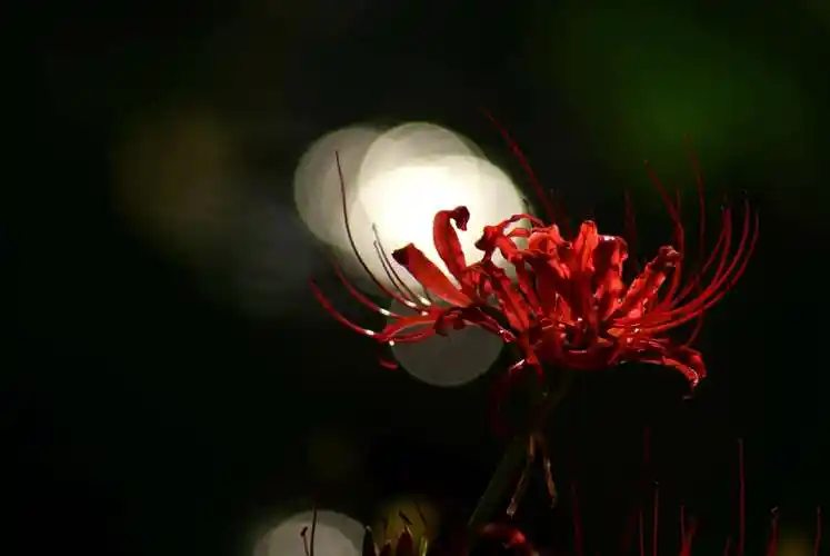 人间最美的花朵是什么?