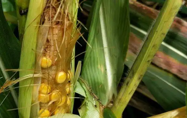 玉米籽粒不饱满的原因有:品种,天气尤其是授粉期遇到高温,干旱等.