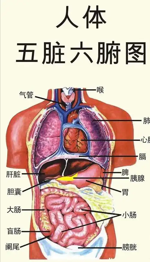 用传统医学揭开"内脏"之间的秘密(一)