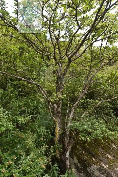 白檀见过吗消炎软坚治治乳腺炎淋巴腺炎