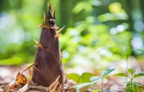 国医药典|慈竹笋