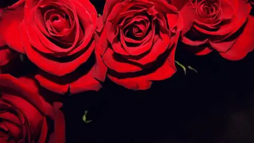 壁纸 红玫瑰,黑色背景