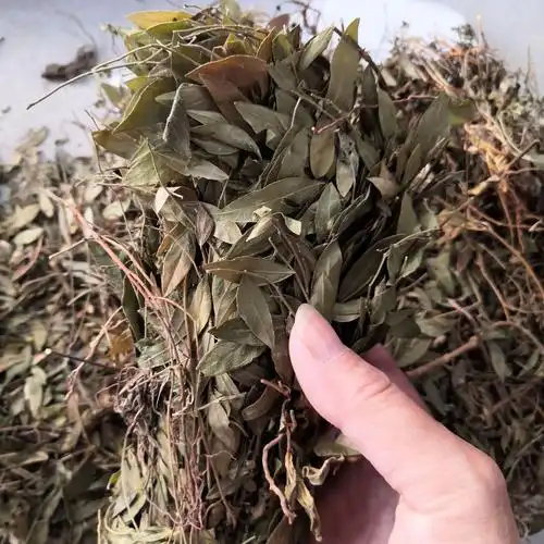 瓜子金中药材瓜子金野生瓜子金中草药来马回勒马回辰砂惊风草