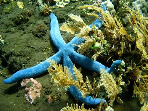 蓝色的海星蓝指海星