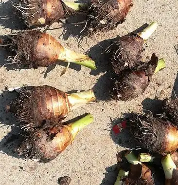 大量批发产地直销蓝山水芋头槟榔芋广芋