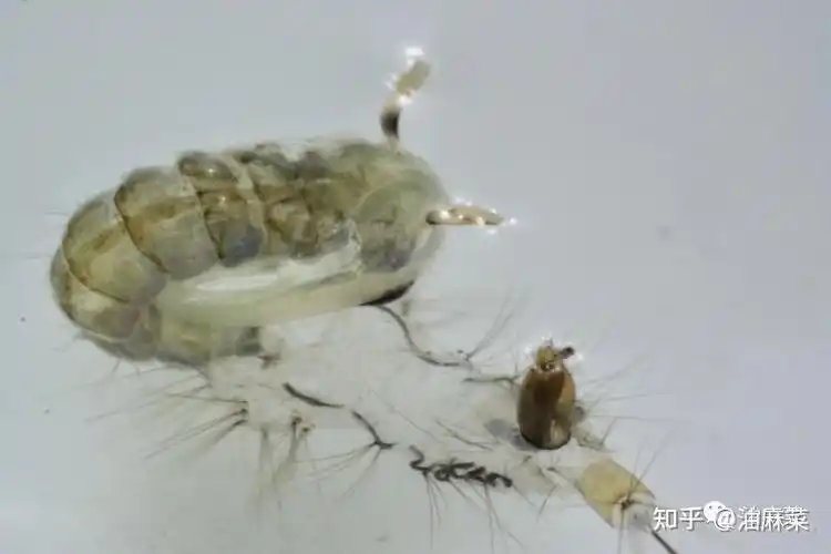 忐忑孑孓没蚊化