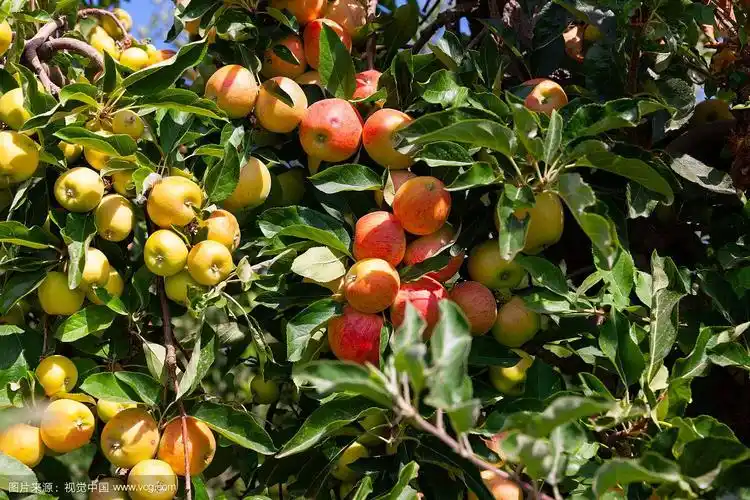 苹果树上结满了成熟的果实