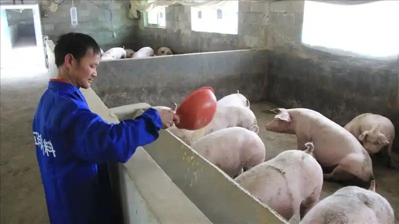 养幸福之猪走脱贫之路