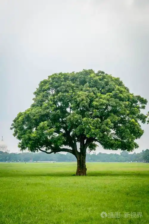 草地上的老橡树.