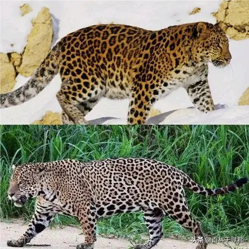 上为远东豹,下为美洲豹