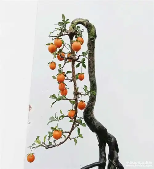 11一26〕金弹子**挂果跌枝文人树-盆景园艺-兰花交易网论坛