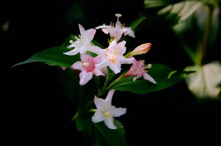 【首发】海仙花