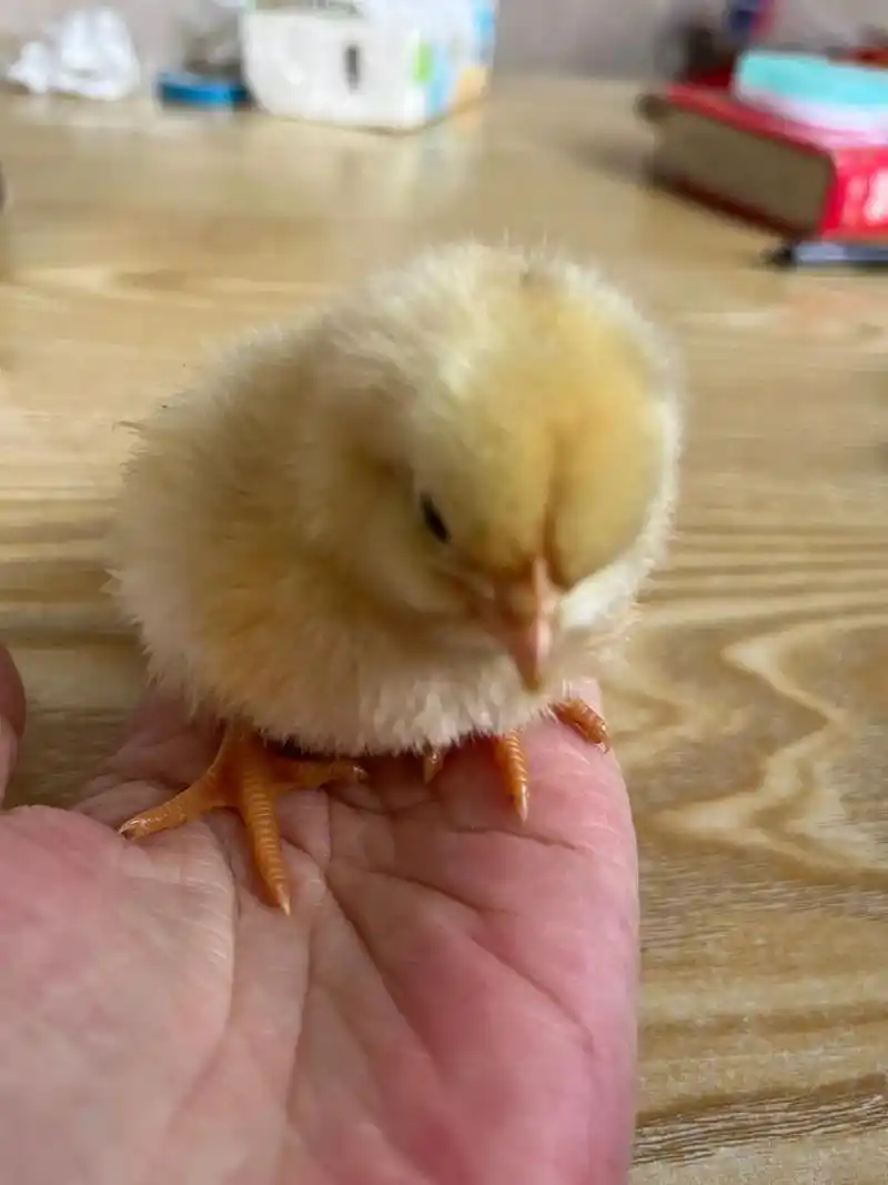 刚破壳出炉的小鸡毛绒绒的超级可爱新生命的诞生总是那么美好