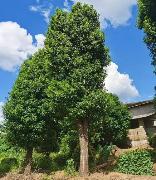 湖南基地大香樟树庭院四季常青香樟树胸径30公分工程绿化大叶香樟-阿