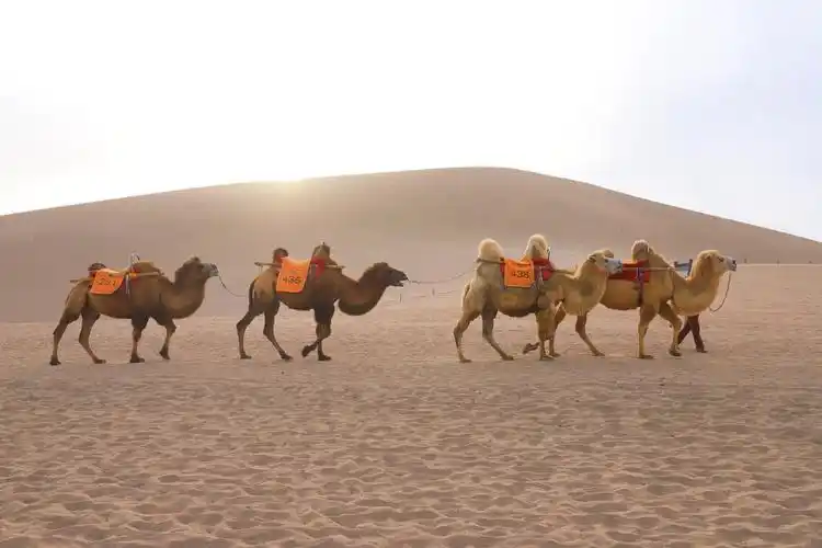 敦煌奇观一沙漠中现月牙湖,景区里走骆驼队!