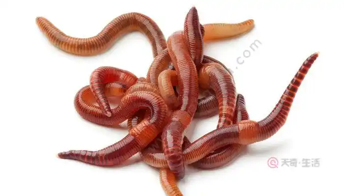蚯蚓吃什么蚯蚓吃什么食物