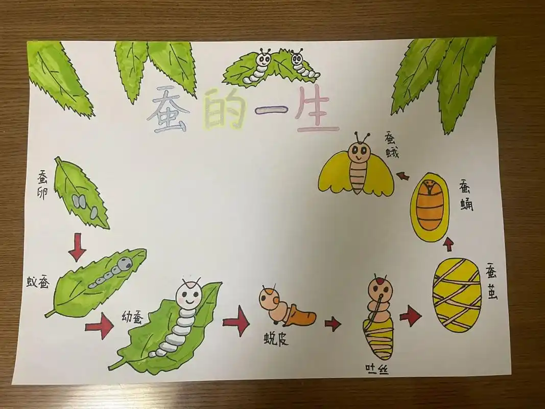 《蚕的一生》 三年级科学小报《蚕的一生》
