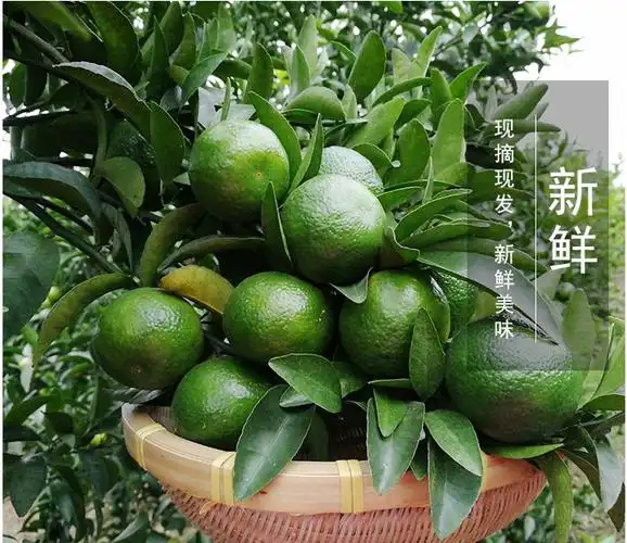 广西清香橘(现货速发)清香蜜桔青皮小橘子巴西柑甜不酸 3斤(中果)