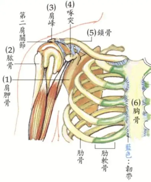 肩部骨骼分布