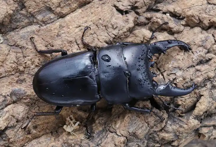 婆罗洲宽扁锹形虫