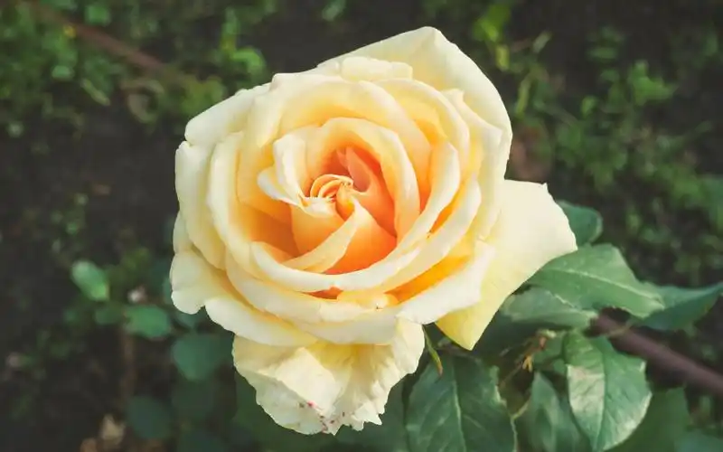 橙色玫瑰 iphone 壁纸