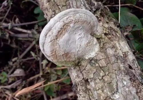 树舌灵芝怎么吃 怎么分辨