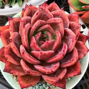 德国粉香槟稀有贵货大颗多肉植物阳台豪华组合盆栽桌面防辐射绿植