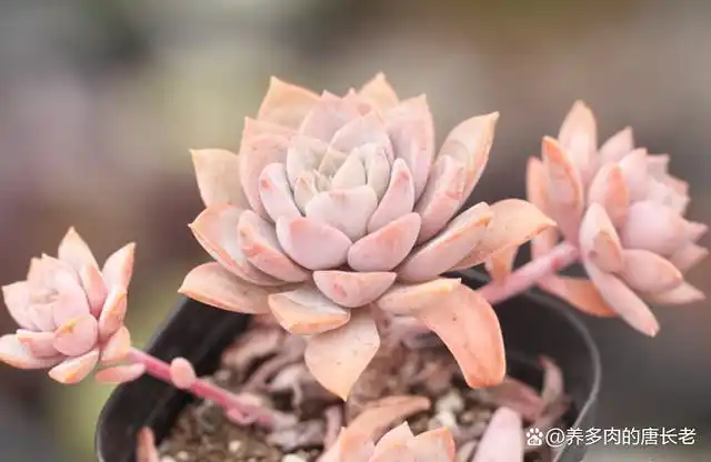 大家好,我是唐长老,最近有肉友问:多肉紫卡又叫什么?它是普货吗?