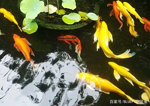 东莞可园锦鲤(bluefish蓝鱼摄影)