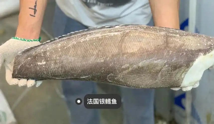 注意市面上有用龙鳕鱼,油鱼等冒充法国银鳕鱼的情况,大家要注意!