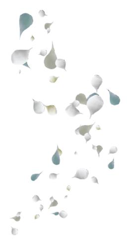 花瓣飘落免抠素材(三) - xcbwuyi6565 - wuyi