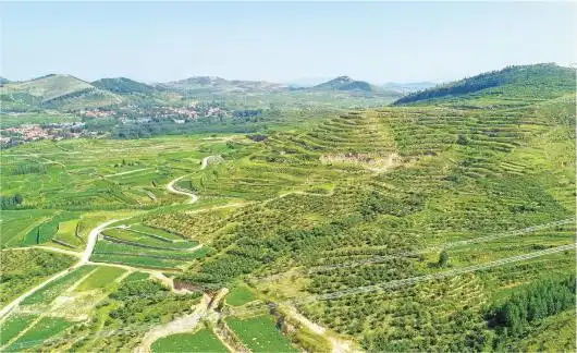 山东这个丘陵面积达788的地方凭啥本事变成米粮川