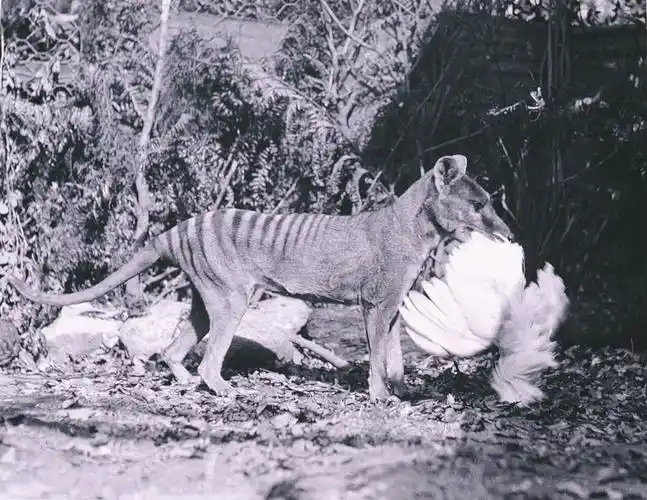 澳洲野犬的这张"身份证"该怎样上?