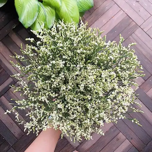 水晶草的花语是什么水晶草的寓意和象征