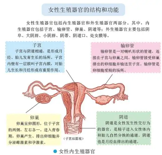 p>子宫是女性内生殖器官之一,是一空腔器官,位于骨盆腔中央,呈倒置的