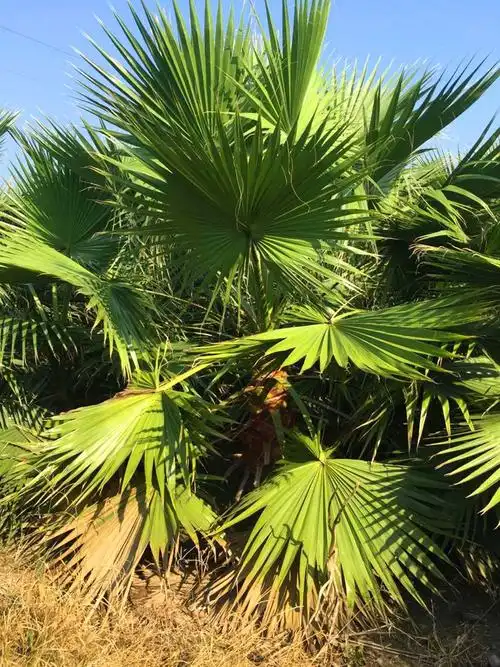 1-2m杆高华盛顿棕