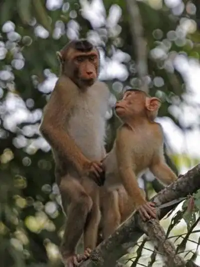 猴子图片猴子性生活交配图片大全